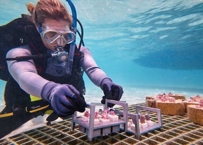 Innovative-Coral-Restoration-Projects-a